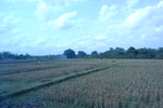 稻田