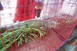 蜥蜴