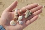 贝壳 珊瑚礁 海滩 沙滩 海螺