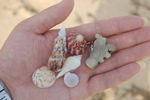 贝壳 珊瑚礁 海滩 沙滩 海螺