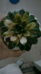 花卉