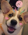 狗狗