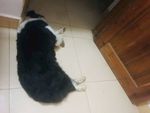 狗狗