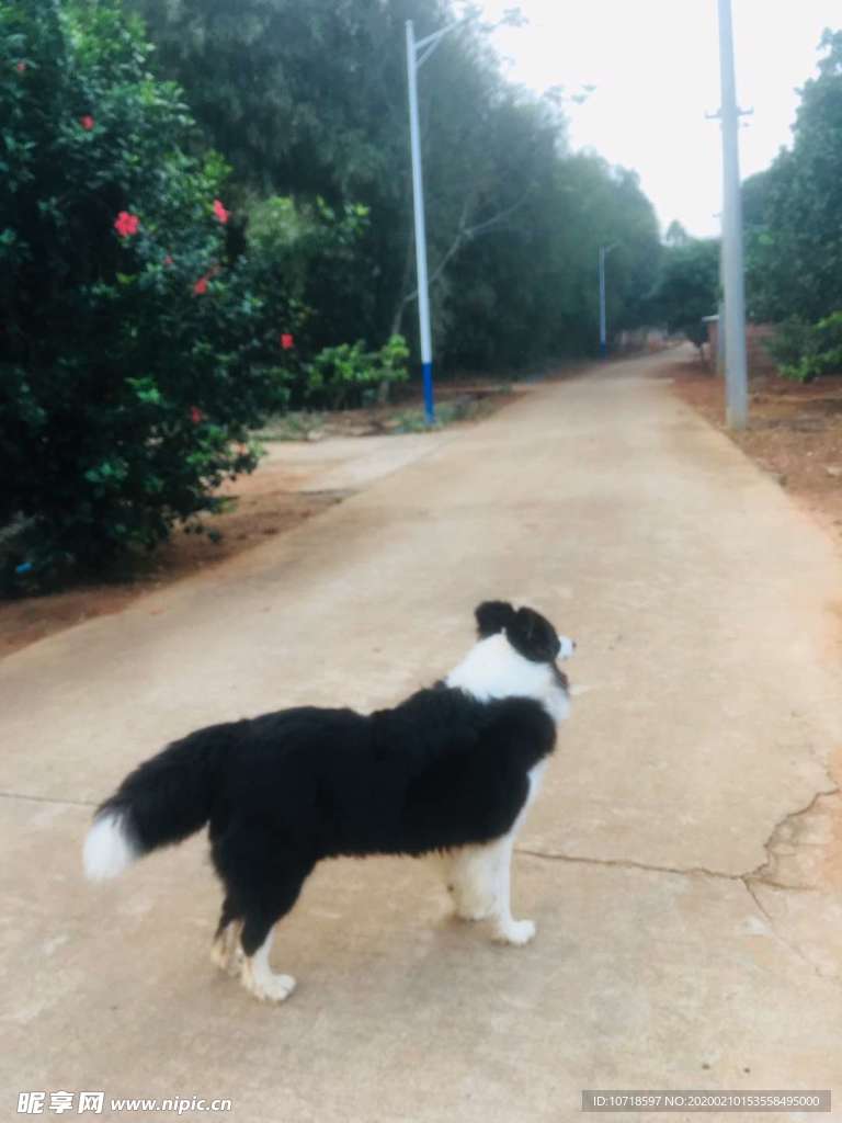 狗狗