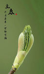 花卉