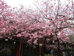 花卉