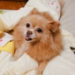 狗狗