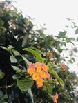 花卉
