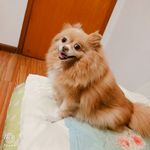 狗狗