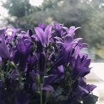 花卉