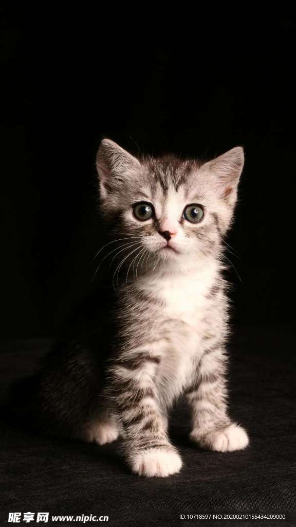 小猫