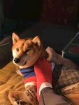 狗狗