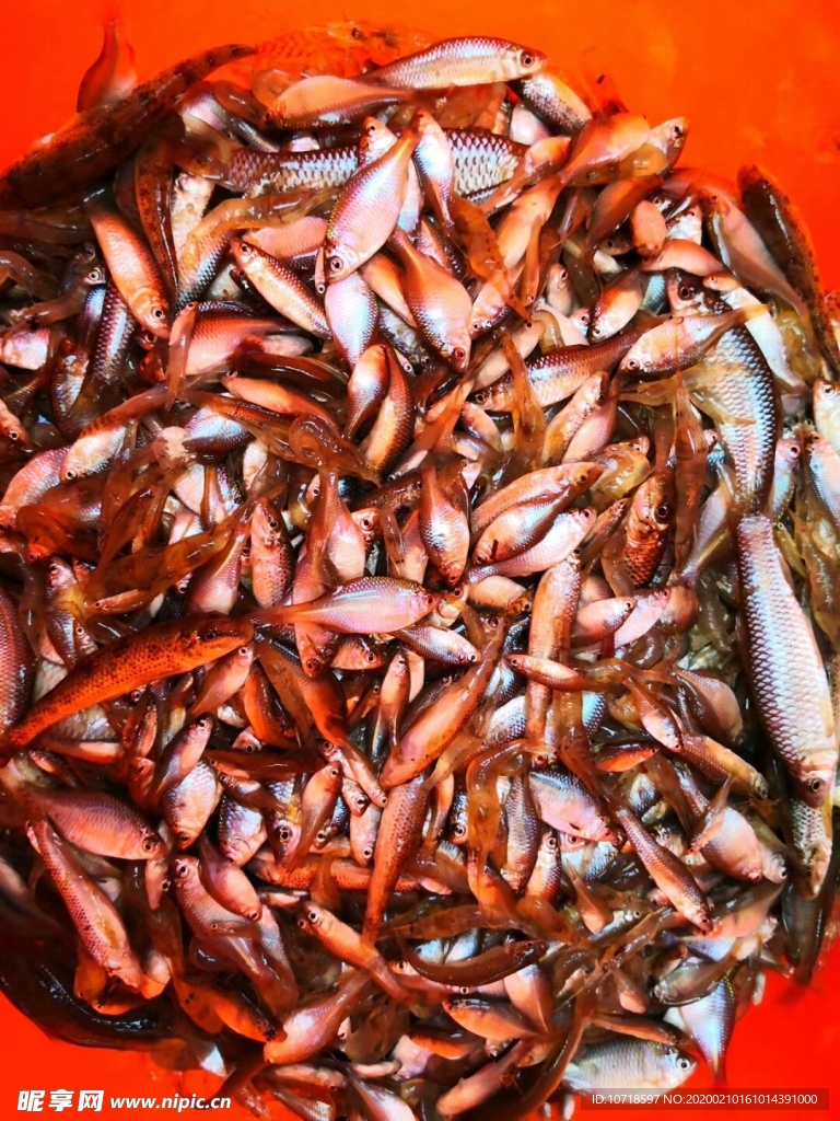 小鱼