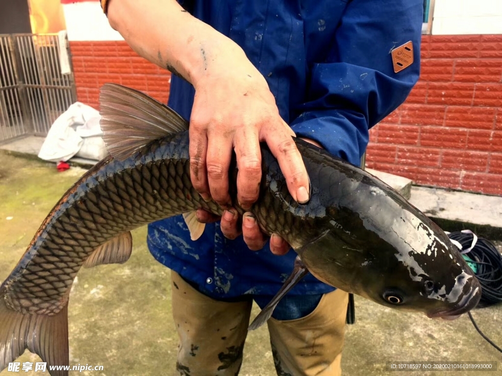 鱼