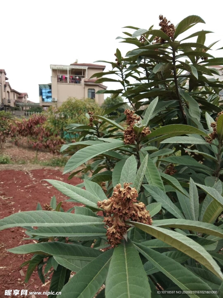 花卉