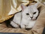 猫咪