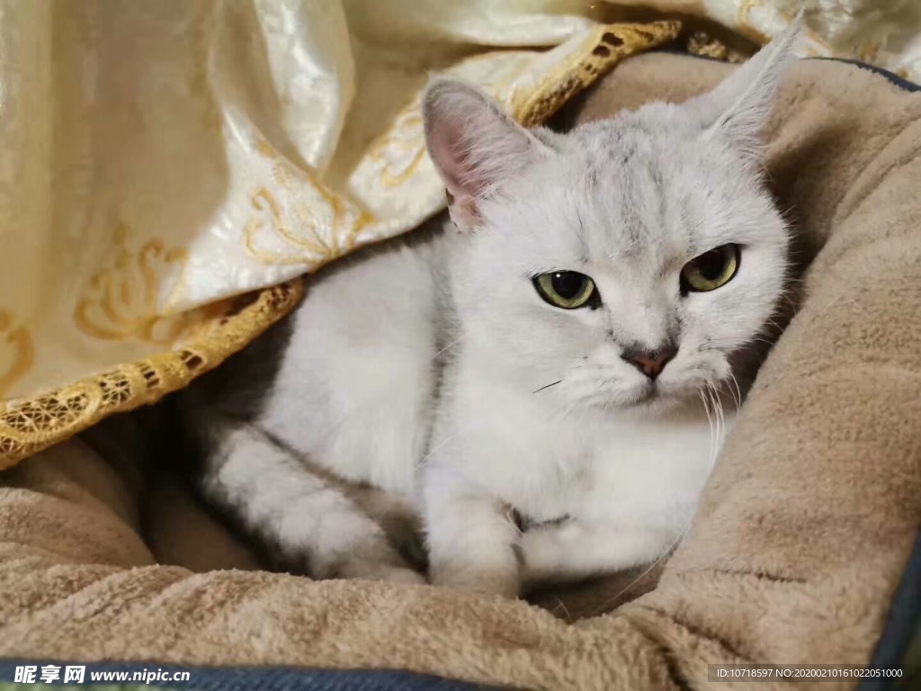 猫咪