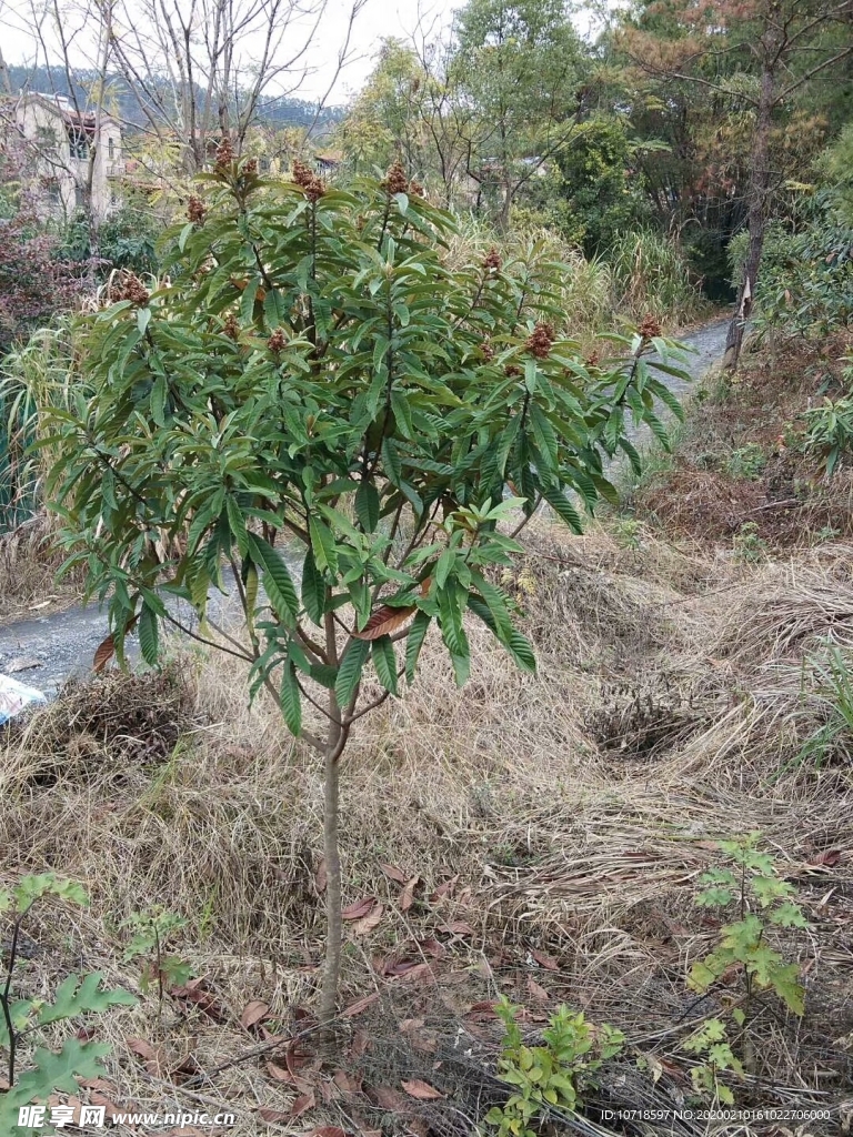 山水风光