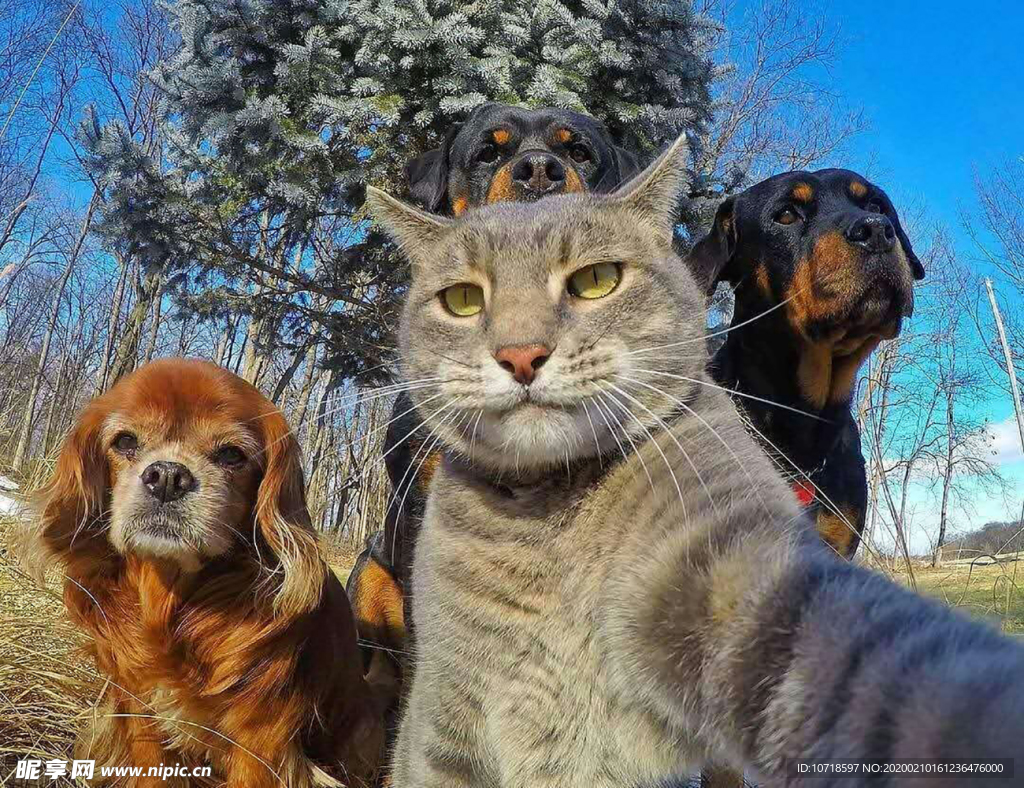 猫狗