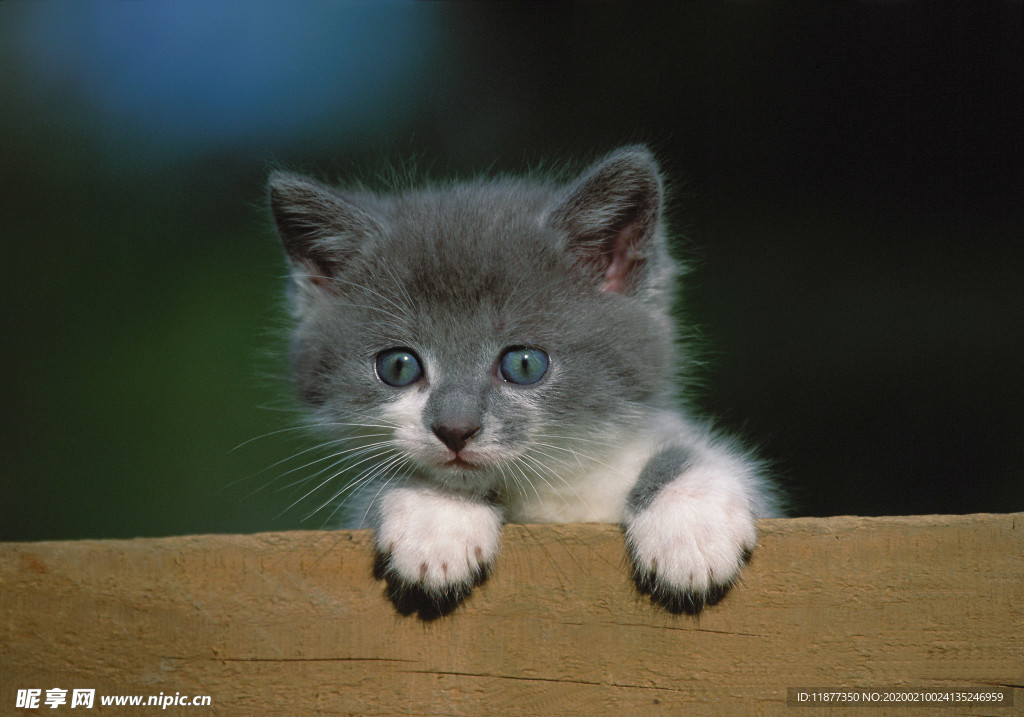 小猫猫