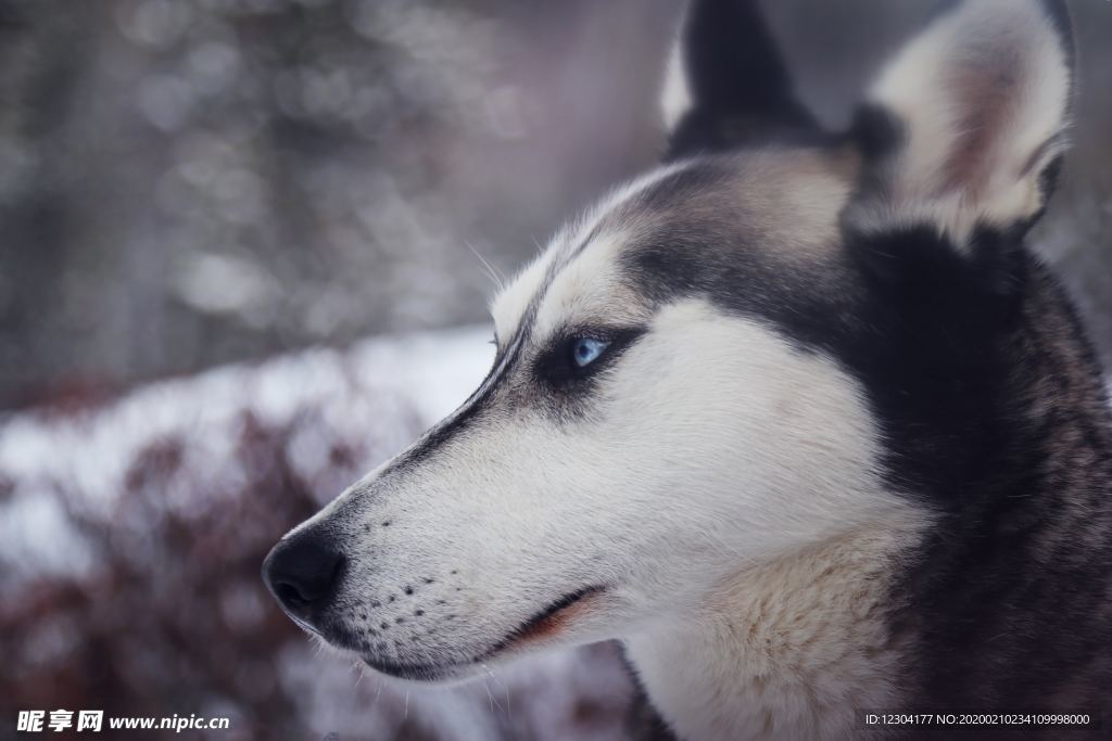 狗