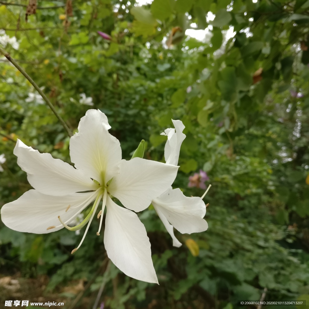 白色花朵