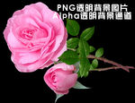 玫瑰花