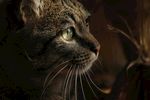 猫 动物 宠物