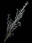芭茅 红芭茅 竿青 竿芒 植物