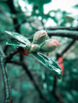 木桃 花苞 下雨 雨珠 莫兰迪