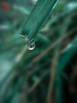 吊兰 雨珠 露水 露珠 水珠