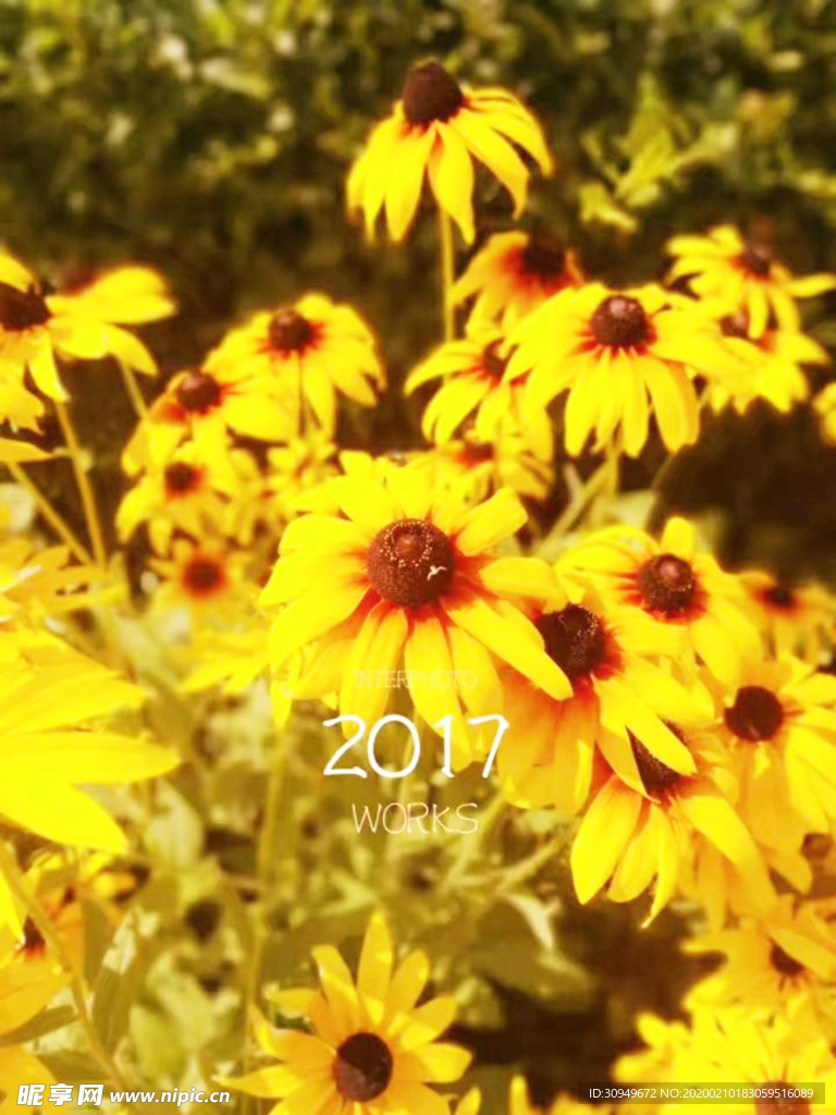花蕊2017