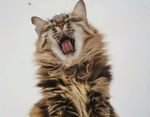 猫咪
