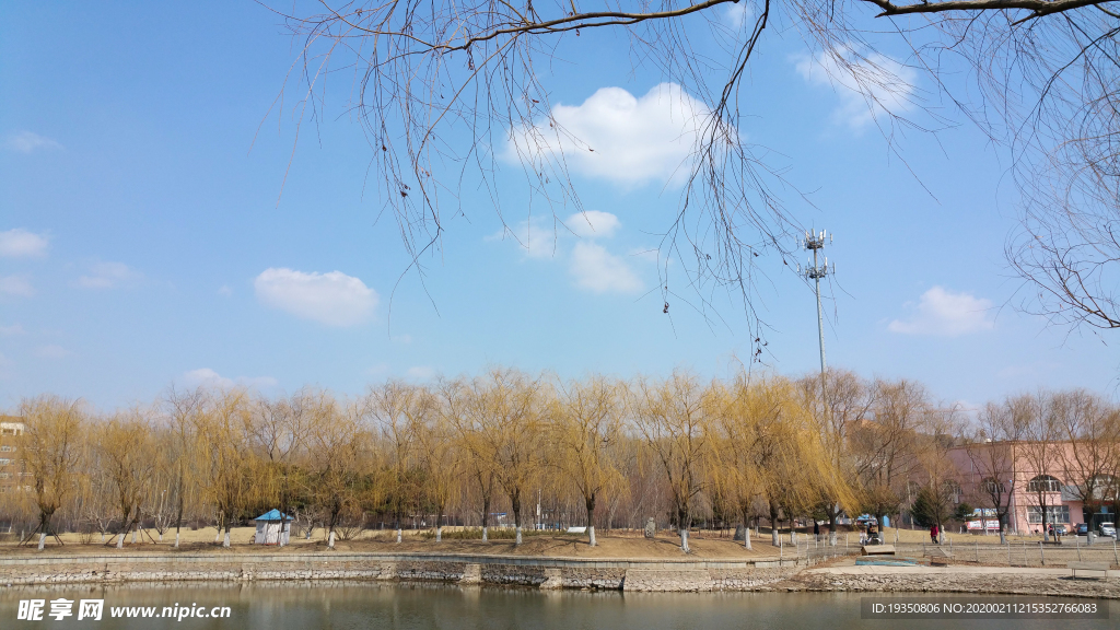 初春蓝天下湖边的柳树