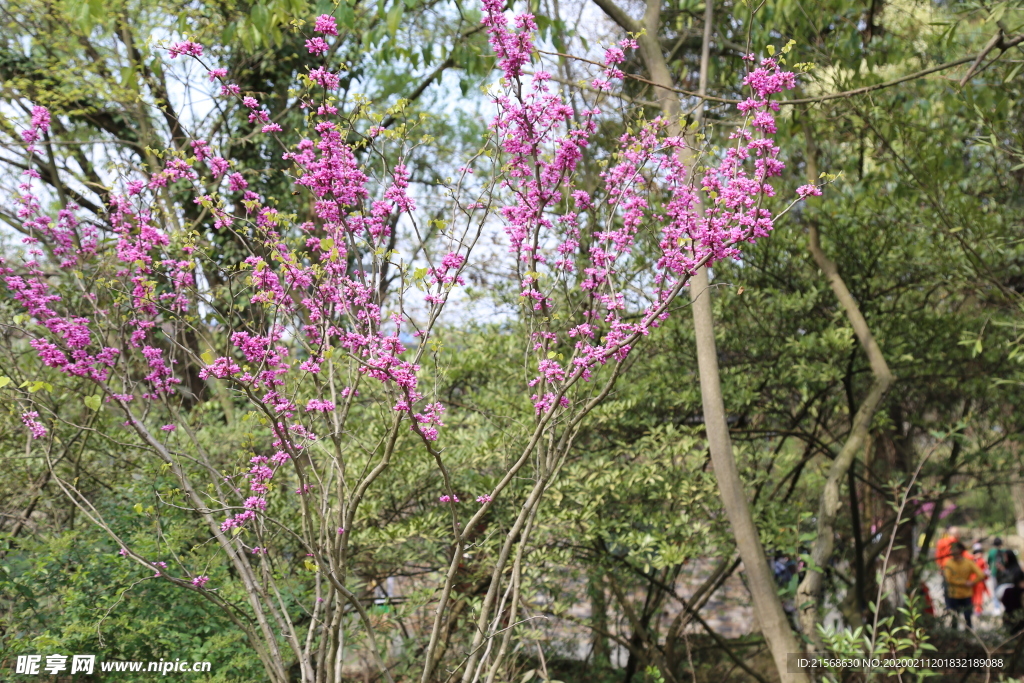 春天花花摄影