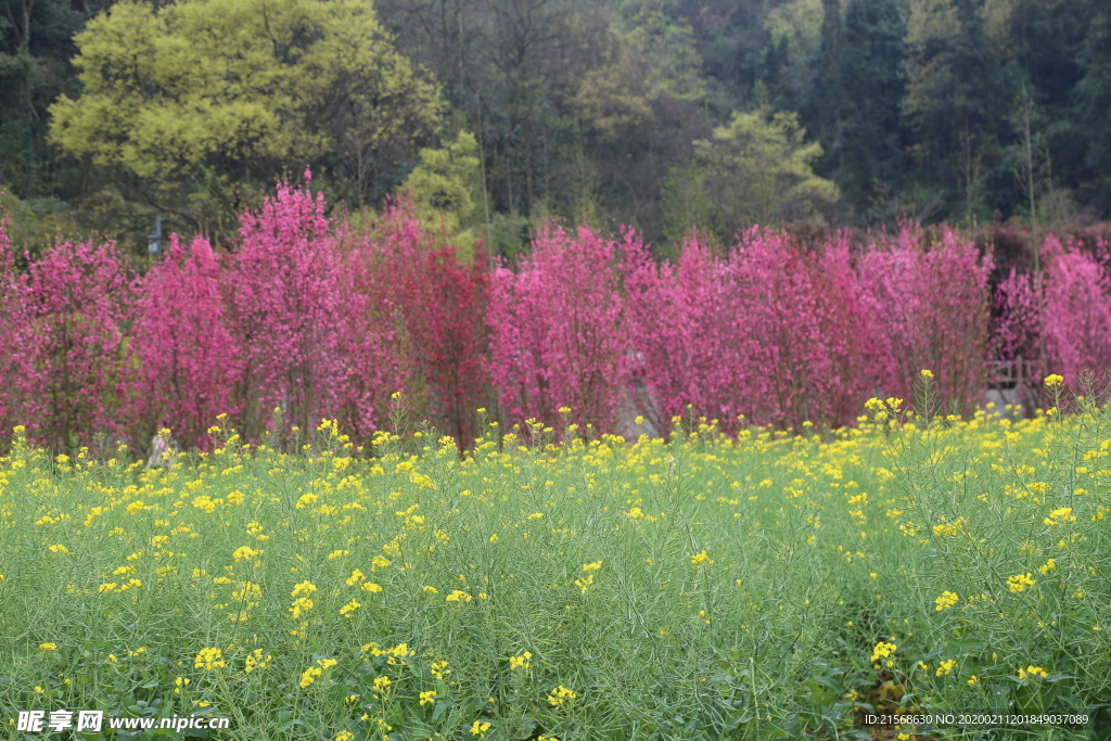 春天 花草 油菜花 樱花