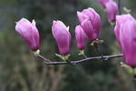 玉兰花
