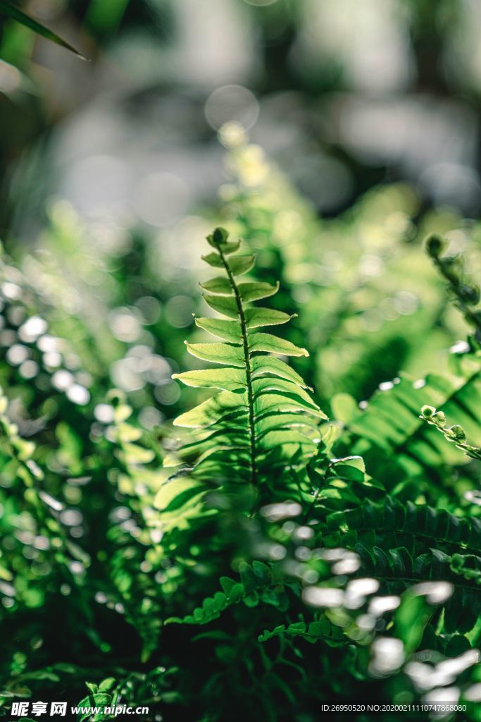 植物