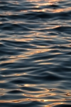 海水