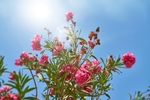 粉红色的花朵