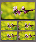 桃花开放