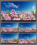 桃花盛开动画视频素材