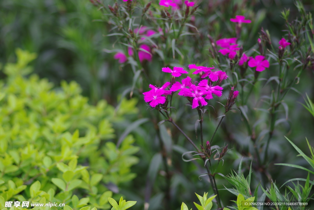花