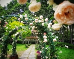 月季花