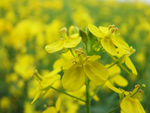春天  油菜花  春天的油菜花