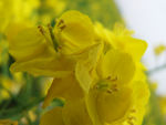 油菜花