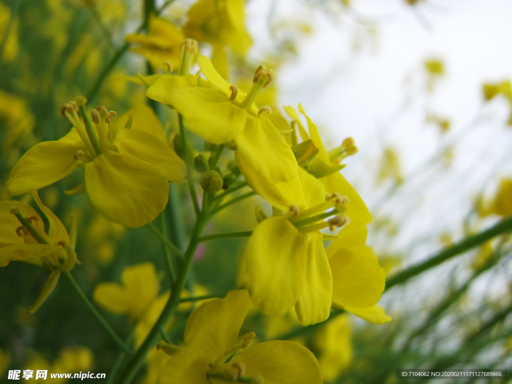 油菜花