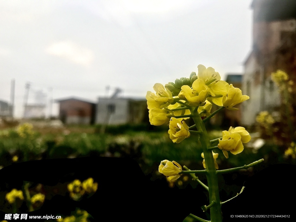 油菜花