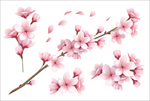 樱花