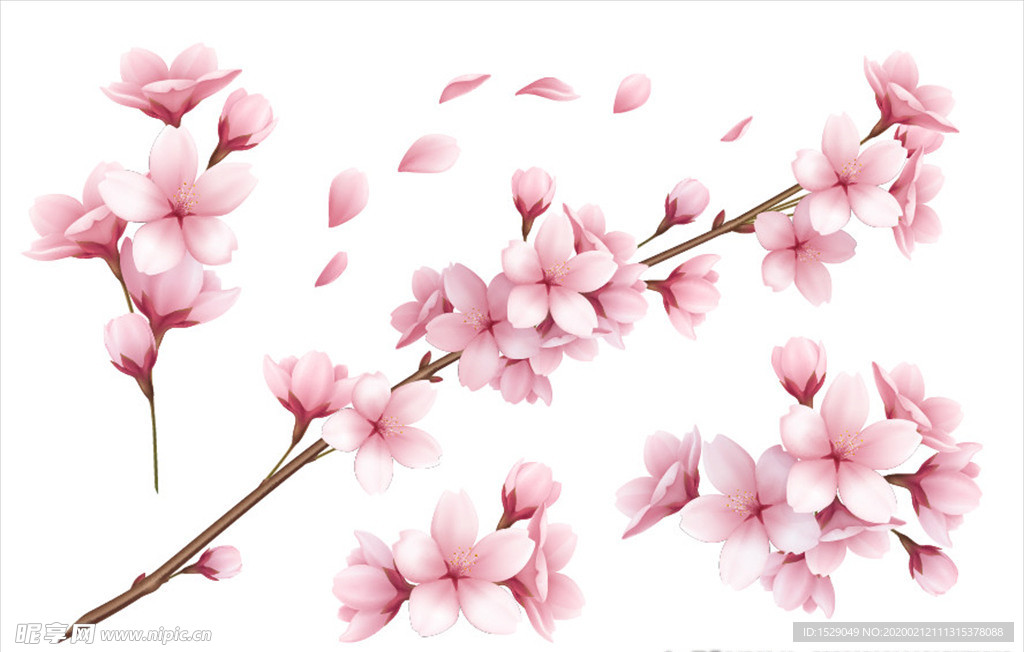 樱花